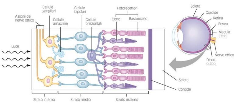 Neurofisiologia della visione retinica