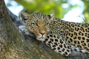 Leopardo disteso su un ramo, con occhi verdi penetranti. L’immagine è utilizzata per rappresentare la rarità e il fascino del colore verde dell’iride, evocando le credenze culturali e letterarie che associano agli occhi verdi mistero, forza e natura selvaggia. Inserita nell’articolo per illustrare come anche nel mondo animale il colore degli occhi possa suscitare interpretazioni simboliche.